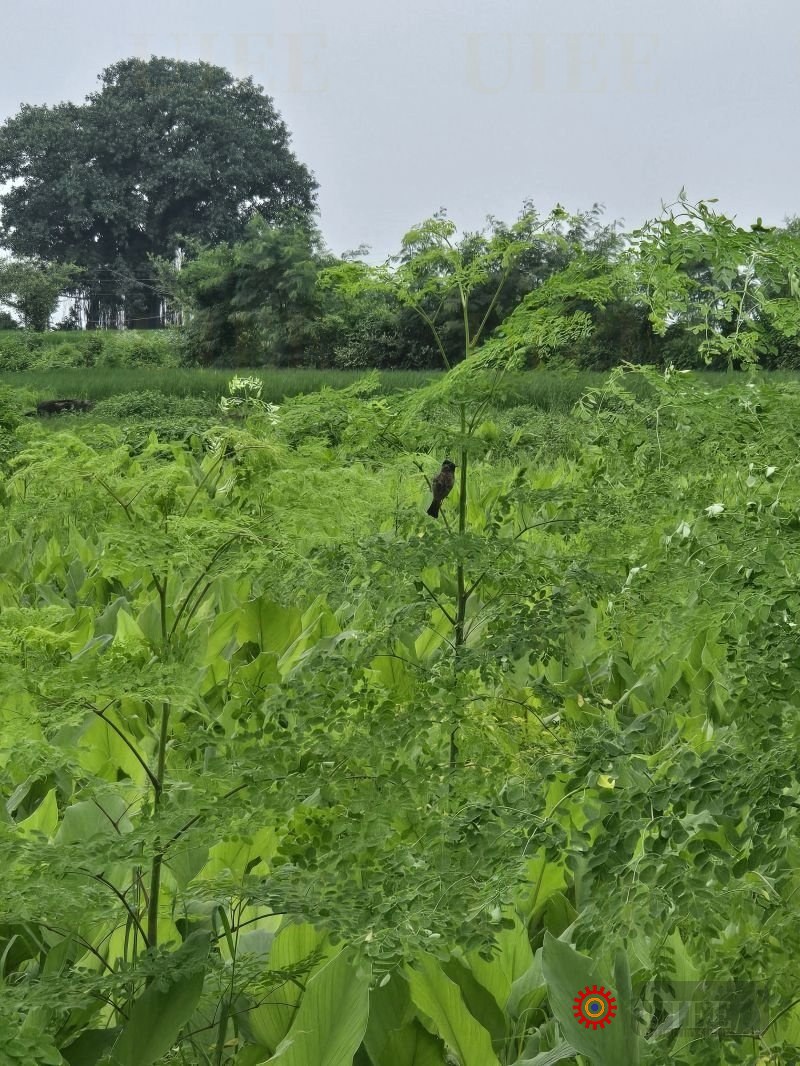 Guerrilla Irrigation